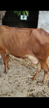 જર્સી ક્રોસ