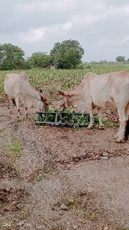 બળદ વેચવા નાછે છે
