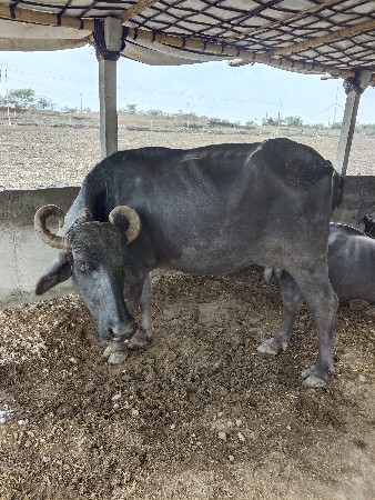 ભેંસ વેચવાની છે