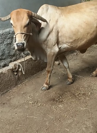 ગાય વેચવાની છે કાગણી સે હમણાં વ્યા
