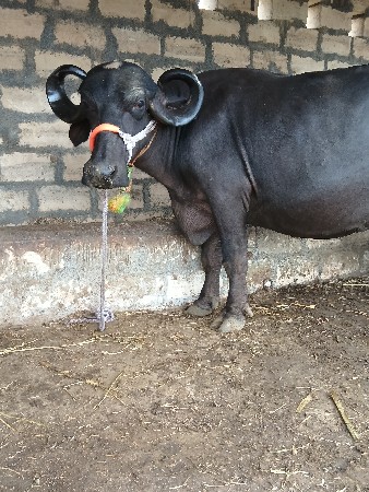 જાફરાબાદી