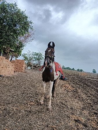 આ બેય ધોડી વેસવાની સે સાટા કરવાના