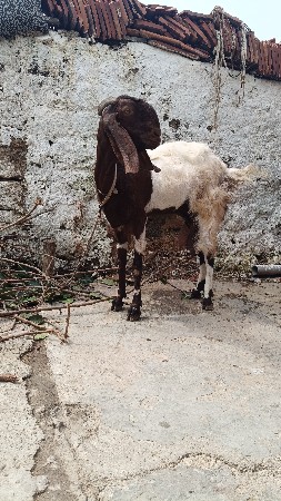 રાજસ્થાની તોતાપુરી બકરી વેચવાની