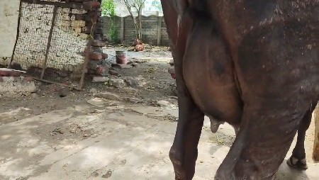 પેલું વેતર ગીર કોશ છે