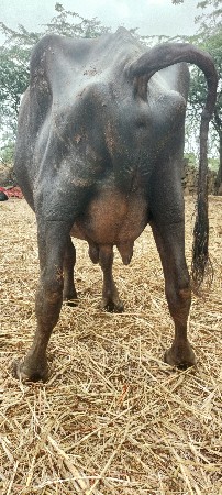 ભેંસ વેચવાની છે