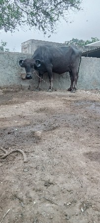 ખડેલી પેલા વેતરમાં છે