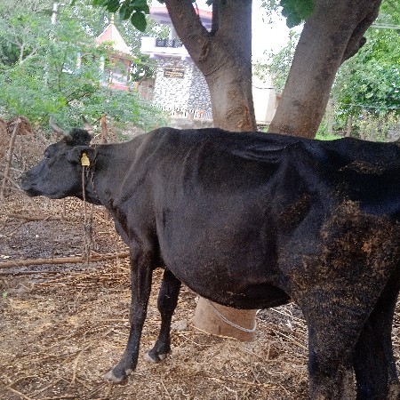 જરશી ગાય વેચવાની  છે