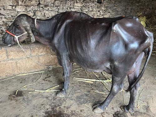 તાજી વ્યાનલ ભેસ છે