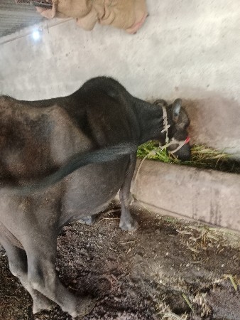 ભેંશ વેચવાની છે 4 થુ વેતર
