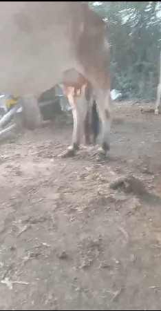 આગાયવેચવાનીસે