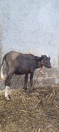 1 વર્ષ નો