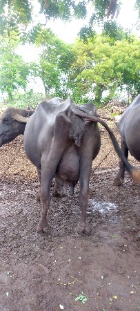 ભેંસ વેચવાની છે