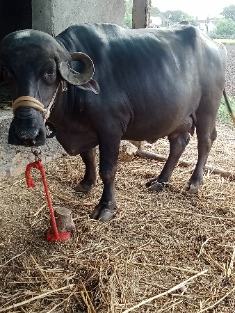 2 ખડેલી વેચવાની છે