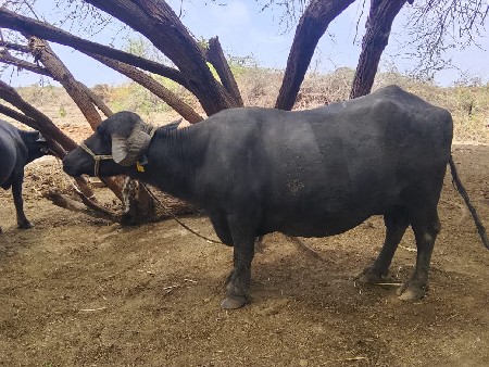 વેચવાની છે