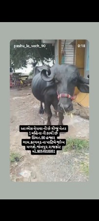 , ભેંસ વેચવાની છે