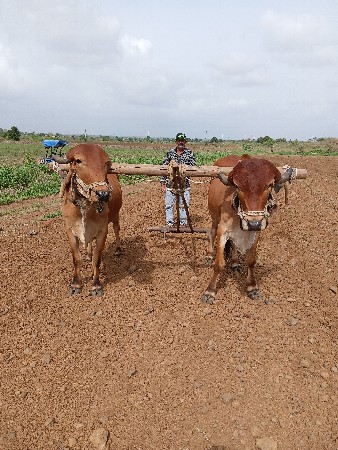આ બળદ વેચવાના છે