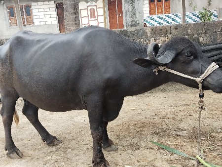 ભેંશ વેચવાની છે વે ર વિયાવાની છે