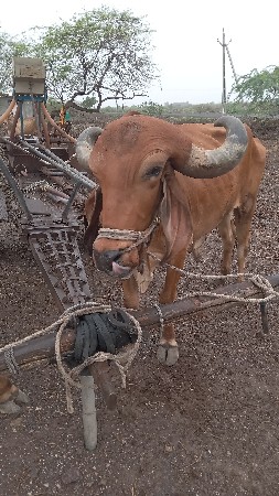 બળધ