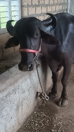 ભેંસ