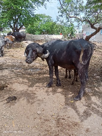 ૪/દાતે ફુટોનથી