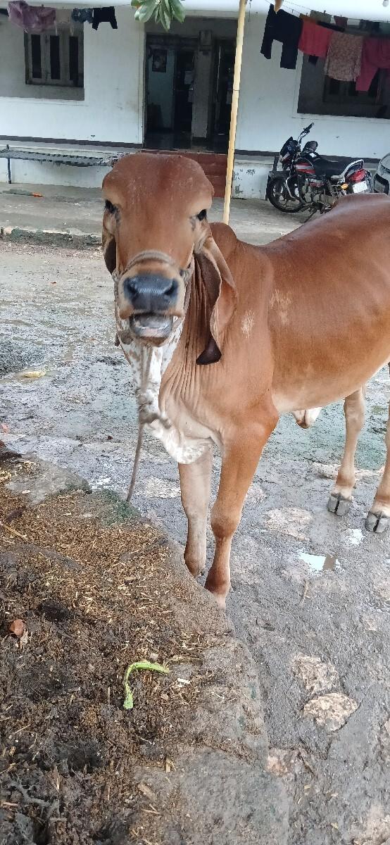 1.5 વર્ષ ની વાછરડી આપવાની છે