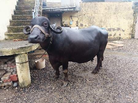 બીજા વેતર ની ખડેલી વેચવાની છે