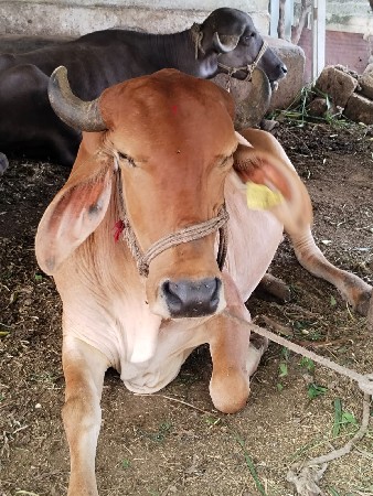 ગાય વેસવાની છે