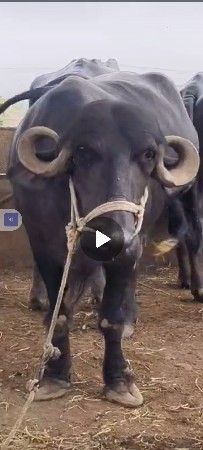 પેલું વેતર એક મહિનાની કાચી.