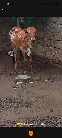 nani gir gaay che