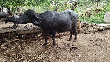 ભેંસ વેચવાની છે