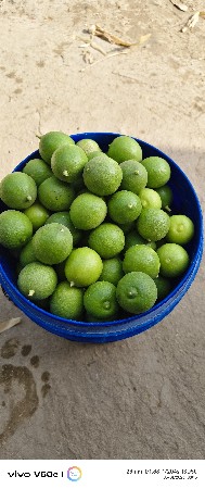 લીંબું ના ઝાડ ઉઘડ આપવાના છે.