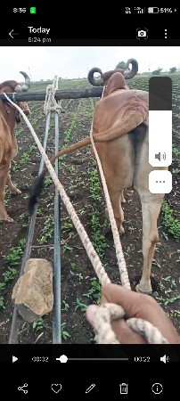 ગોધલો વેચવા નો છે