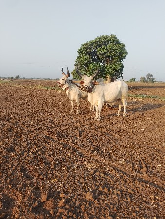બળદ વેચવાના છે