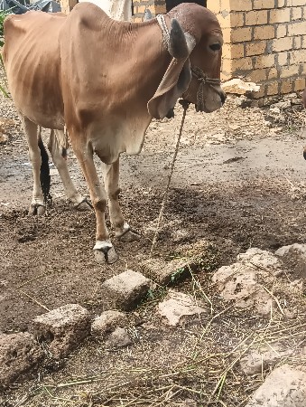હાવ સોજા