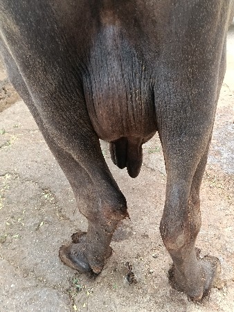 bhesh vesvani se