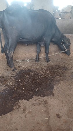 ભેસ વેસવાની છે