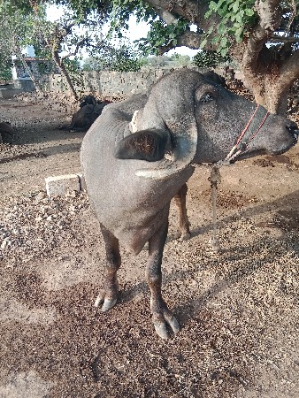 ખડેલી વેચવાની છે