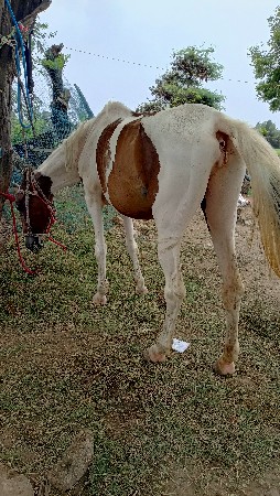 ઘોડી વેચવાની છે સાટા પણ ફરવાના