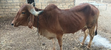 ગાય