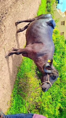આ ભેંસ વેચવાની છે
