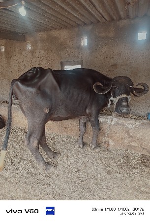 ર વેતર ખણેલી