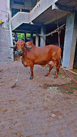 આ ગાય વેચવા ની છે