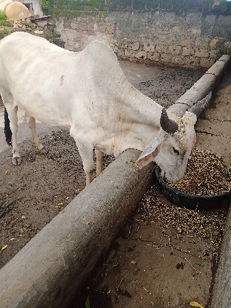 સાત મહિના ની ગામધણી છે