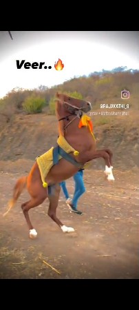 આ ઘોડો વેચવાનો છે સાટો પણ કરવાનો છે