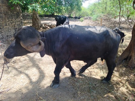 પાડો વૈશાવ છે