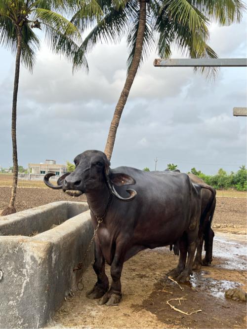 ભેંસ વેચવાની છે.