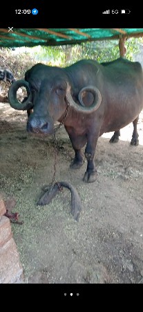 ભેંશ વેચવાની છે