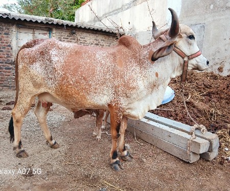 ગાય વેચવાની