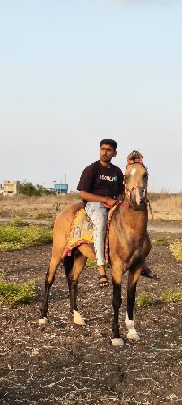 ઘોડો વેચવાનો છે.