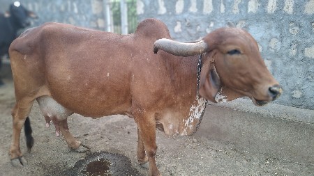 દેશી ગાય વેચવાની છે